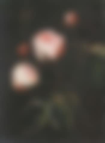 Pink roses (preview)