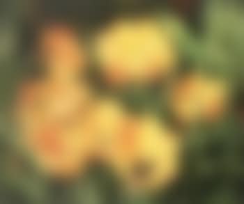 Tulip spectacular (preview)