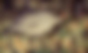 Guinea fowl (preview)