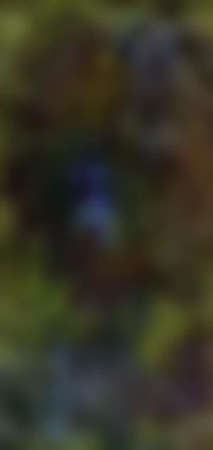 Composition (preview)