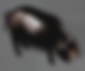 Truie (preview)