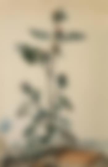 Chardon dans un paysage (preview)
