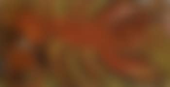 Lobsters (preview)