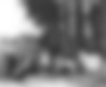 Poultry in farmyard (preview)