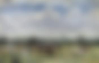 Cattle study no 4 (preview)