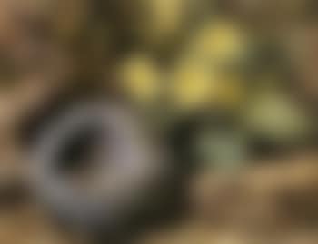 Still lifes with birds' nests and flowers (preview)
