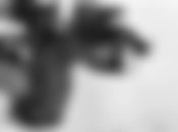 Natura morta (preview)