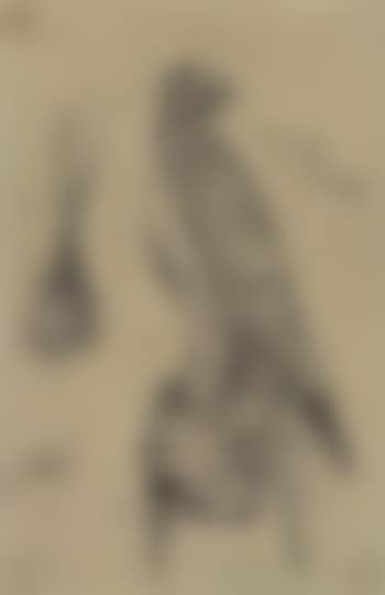A falcon (preview)