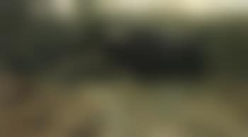 A water buffalo in tall grass (preview)