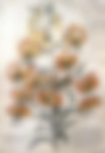 Lilium (preview)