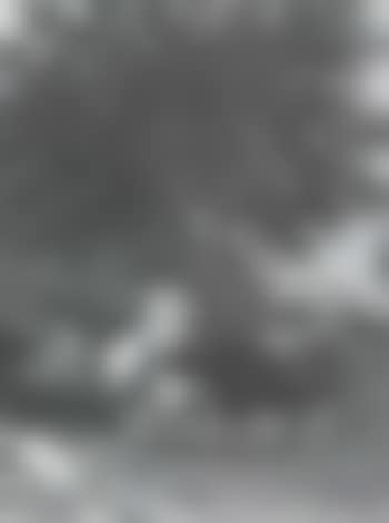 Cattle watering in a river (preview)