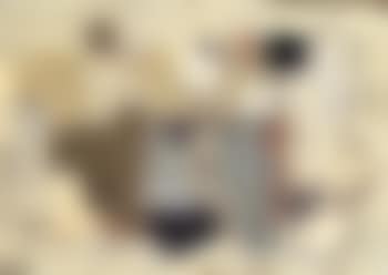 Composition (preview)