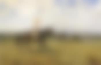 The trainer's daughter (preview)