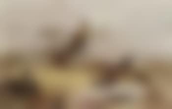 Grouse (preview)