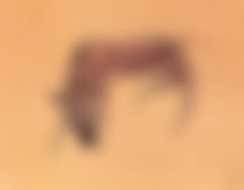 Zebras (preview)