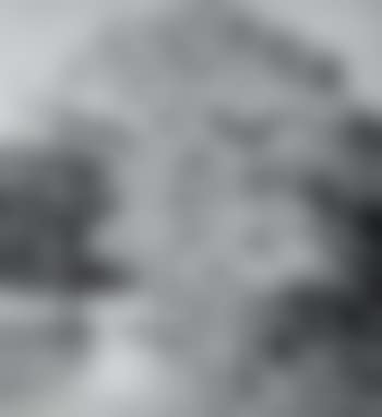 Trees at Nutwell, near Topsham, Devon (preview)
