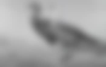 Barred Upland Goose (preview)