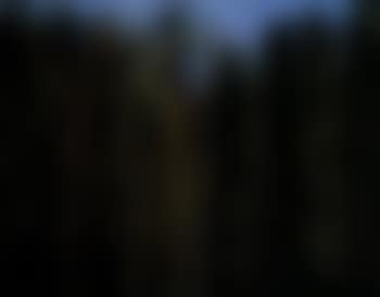 Foret, Soleil, Oiseaux (preview)
