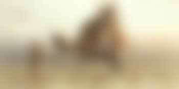 Happiness in the desert (preview)