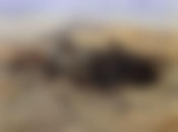 Buffalo hunt (preview)