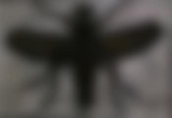 La mouche (preview)