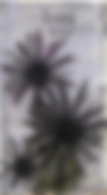 Marguerites violettes (preview)