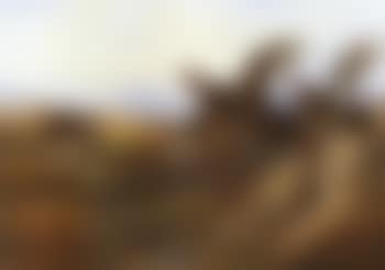 Grouse on the moor (preview)
