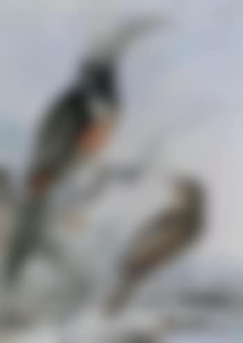 Toucan and wryneck in a landscape (preview)