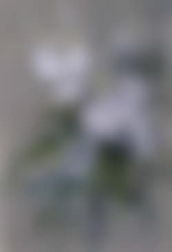Native flowers and butterfly (preview)