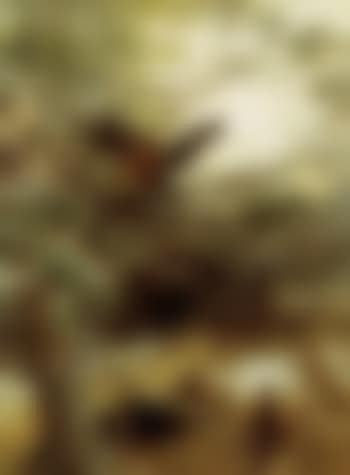 Blackcock and frey hen in woodland clearing (preview)