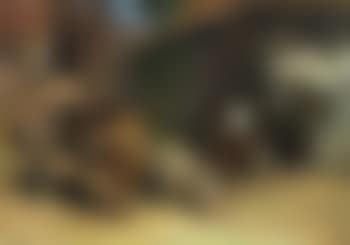 Mountain cottages with cattle and sheep (preview)