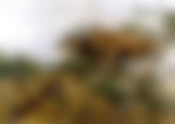 Hunting deer (preview)