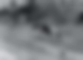 On the scent (preview)
