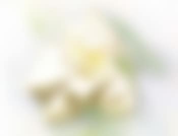 Gardenia (preview)
