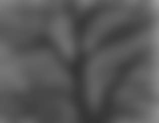Cottonwoods, New Mexico, Into Sun (preview)