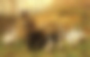 Donkey and geese beside a wheelbarrow (preview)