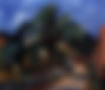 Palm tree on footpath, Porto d'Ischia (preview)
