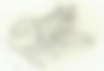 Cat (preview)