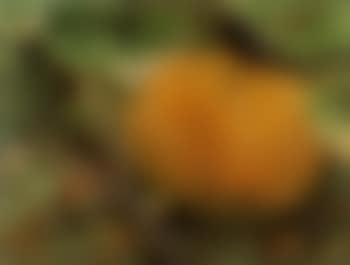 Pumpkin and blackbird (preview)