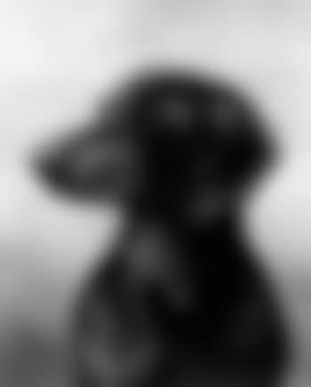 Dog portrait (preview)