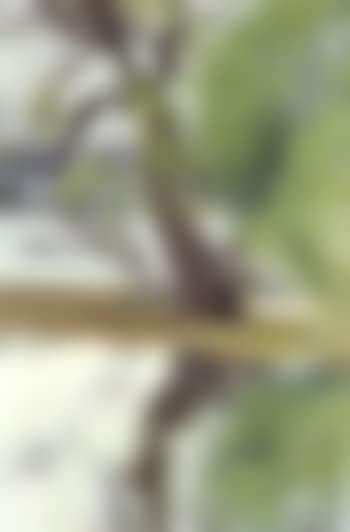 River landscape (preview)