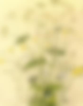 Still life of wild flowers (preview)