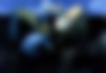 Kumera diggers (preview)
