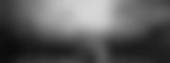 Plato, favourite pointer in landscape (preview)