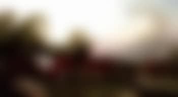 Mares and foals thought to belong to Duke of Hamilton (preview)