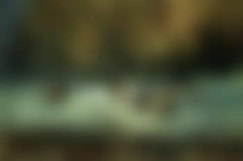 Cows in pasture (preview)