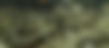 Fantastic woods (preview)