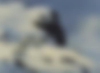 Ptarmigan in snow (preview)