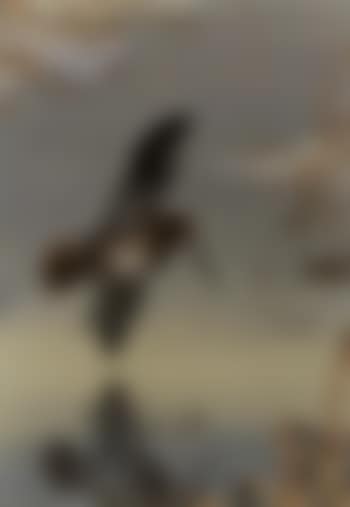 Snipe over icy water (preview)