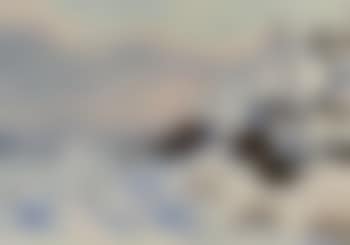 Covey of grey partridge in winter landscape (preview)